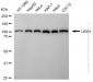 KD-Validated Anti-USO1 Vesicle Transport Factor Rabbit Monoclonal Antibody